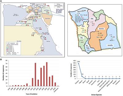 Avian Paramyxovirus Type 1 in Egypt: Epidemiology, Evolutionary Perspective, and Vaccine Approach